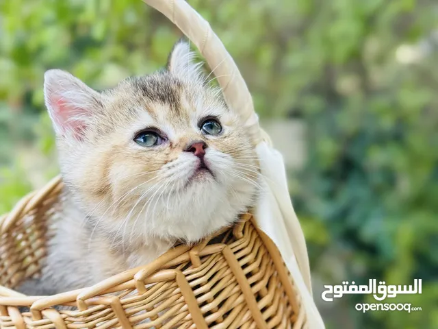 قطط سكوتش ستريت شهرين ذكر واناث عجمان وواحد هملايا
