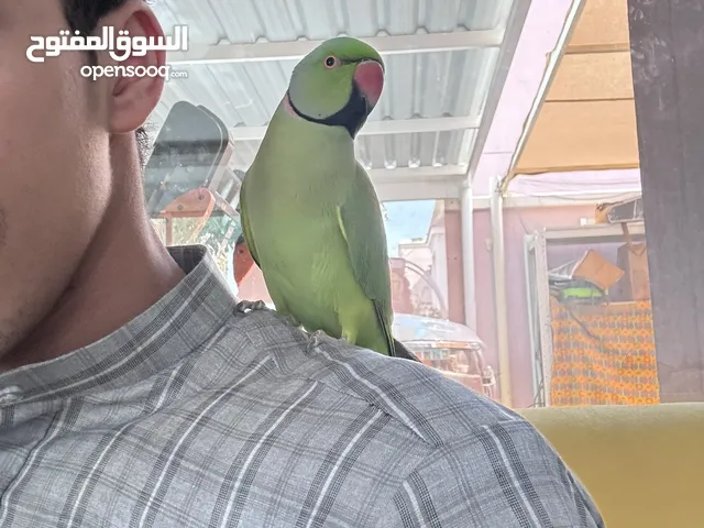 ببغاء دره هندي أليف