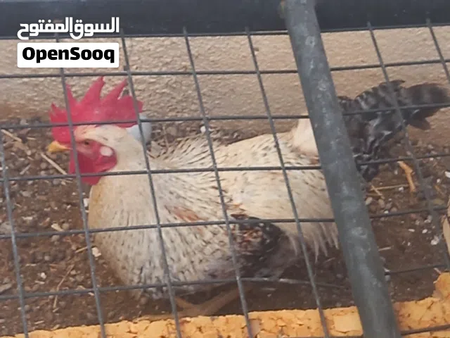 ديك فرنسي ابيض