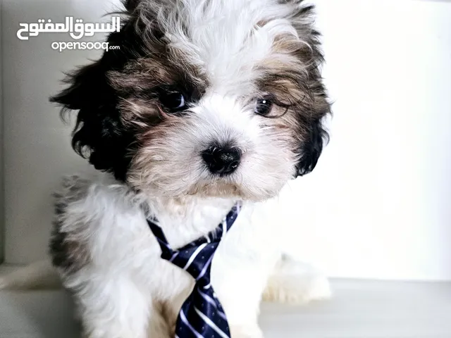شيتزو بيور shihtzu peur