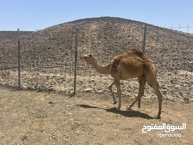 جعدان لحم للبيع خاليات من العذاريب