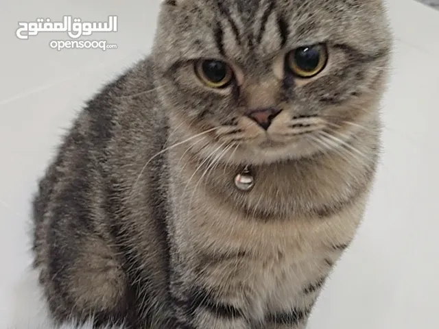 قطط للتبني سكوتش فولد وسكوتش استريت ذكور وايناث من عمر3 اشهر لعمر 9اشهر