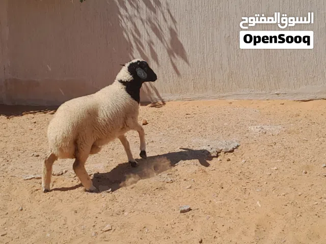 فطيمه وطنيه ربي يبارك عمرها ف6شهور سليمه العيوب مسلان مشالله..