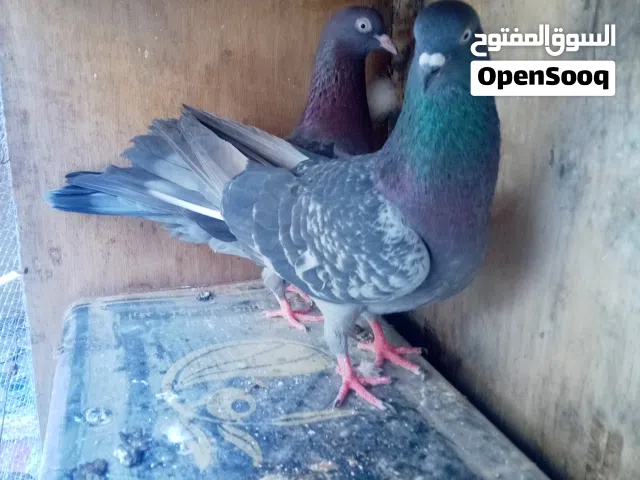 حمام لوت قلاب
