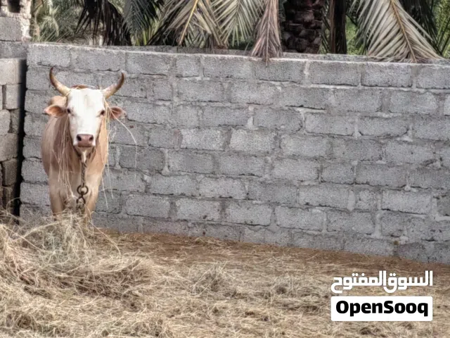 ثور عماني للبيع