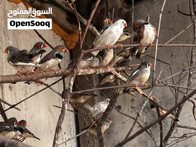 طيور الزيبرا