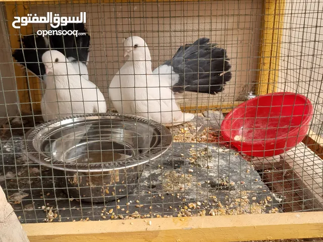 للبيع حمام