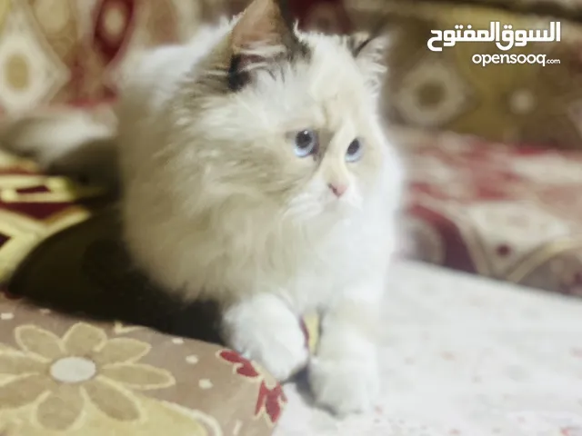 هملايا نضيفه للبيع مع جميع الأغراض مالته وعمره 3 اشهر ولاعوبه مع دفتر لقاح كامل