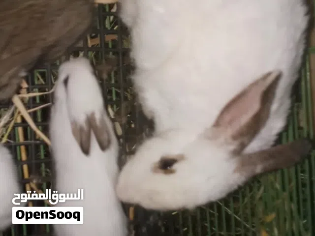 اناث عدد 2 عشار معها 5 فراخ  عمر 3 اسابيع  وأنثى فرنسي معها 4 فراخ عمر شهر