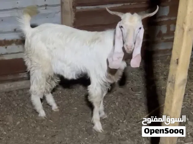 صخل شامي شرط الكراع كلشي يرهم سعره مناسب