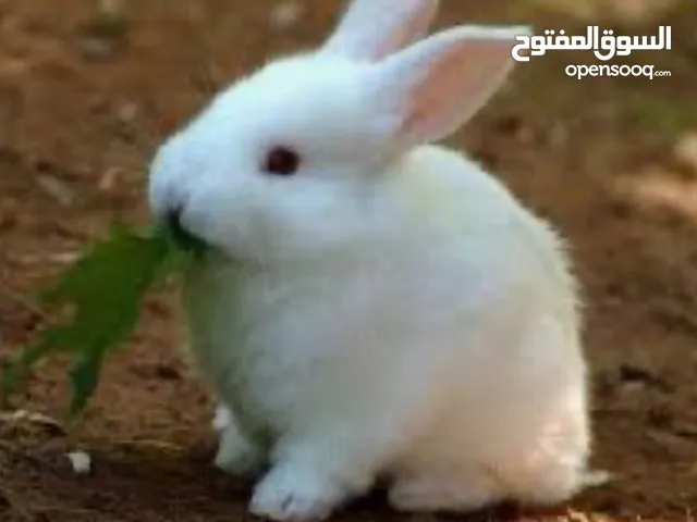 ارانب بلدى الجوز ب160 مقابل للنقاش صغيرين لو هتشترى بالكيلو هحسبلك الكيلو ب 120ج