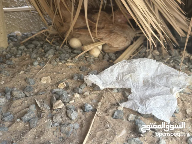 دجاج عماني منتج