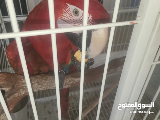 مكاو جرين ونج مع قفص كبير الحجم للجادين فقط