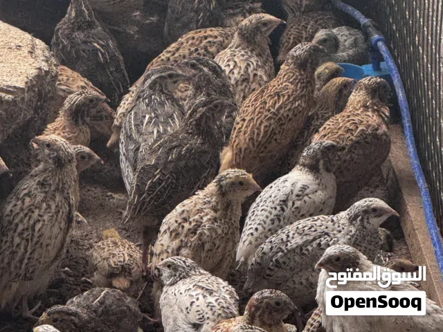 سمان للبيع جاهز لذبح وتربيه