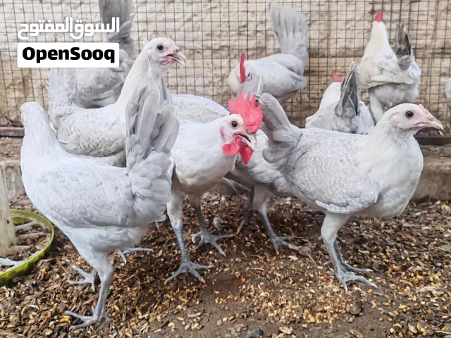 دجاج فيومي بيور
