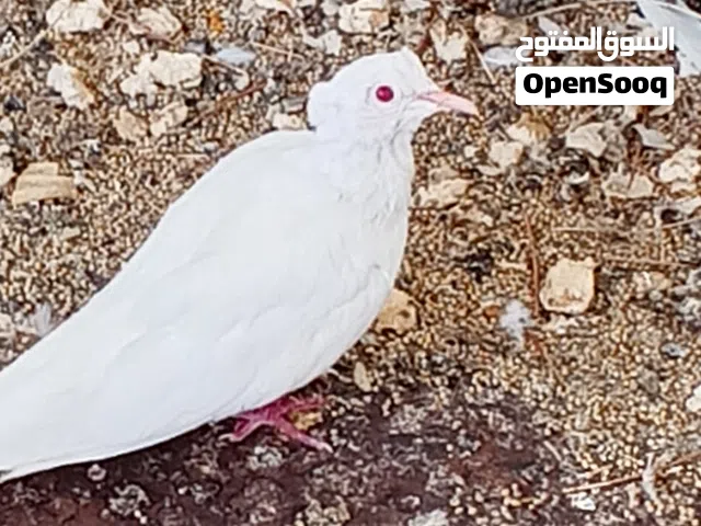 عفاد دبل تاج ذكر