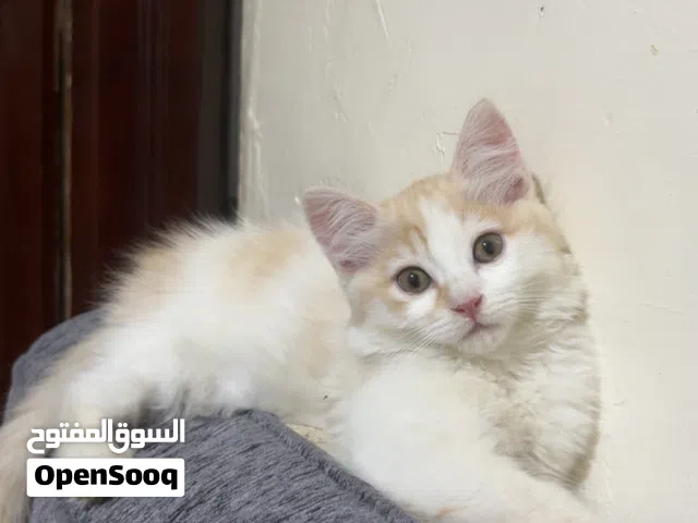 قطط شيرازي بعمر شهرين ب 10 الف