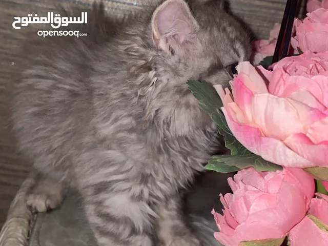 قطة صغيره كيوت للعب والحركه