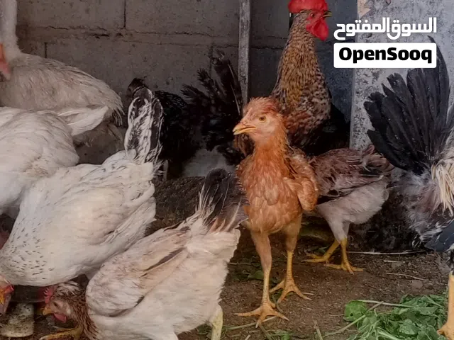 السلام عليكم دجاج للبيع دجاج نضيف ومال بيت العمر 5 اشهر