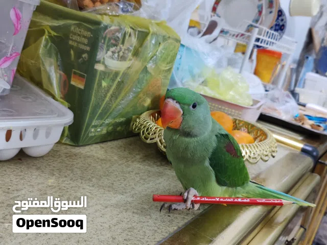 دره نيبالي