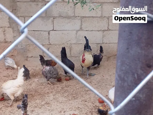 دجاج بلدي للبيع