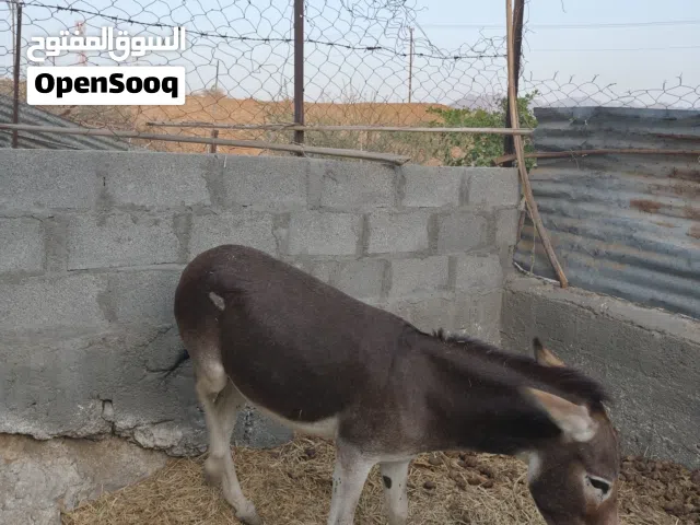 للبيع حمار