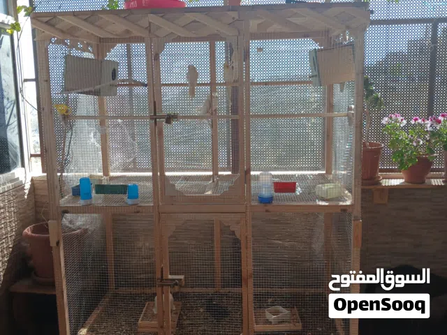 مطير كوكتيل وعصافير