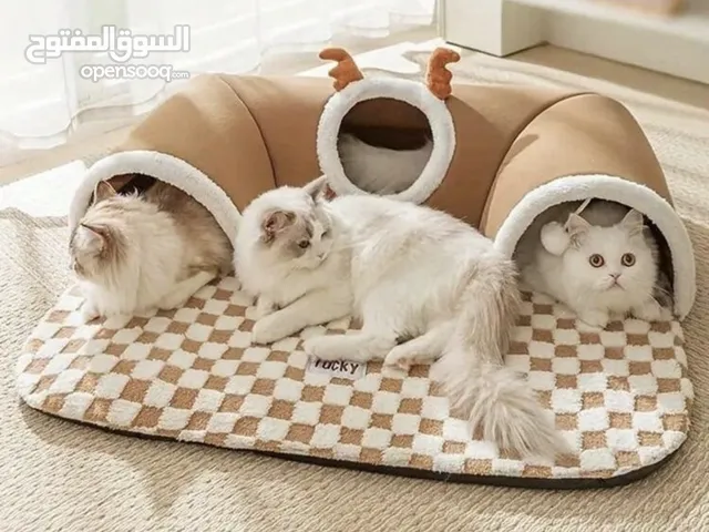 بيت قطط وملهيه قطط