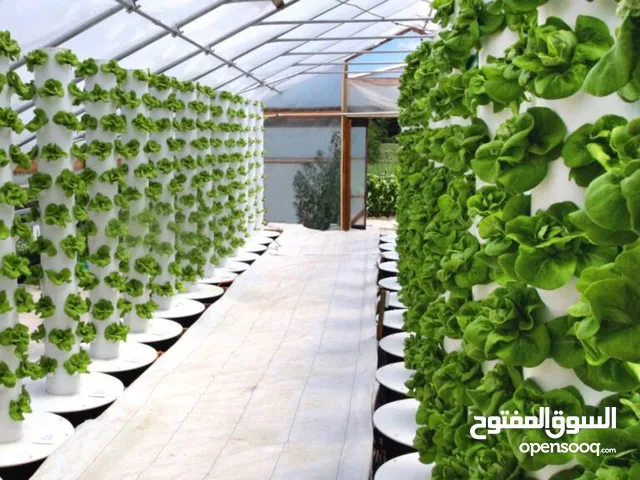 مطلوب شريك  الى احد مشاريع زراعية . مطلوب مستثمر في تمويل مشاريع زراعيه