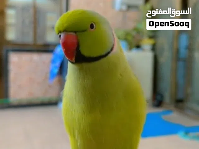 ببغاء الدره الهندي الوصف مهم