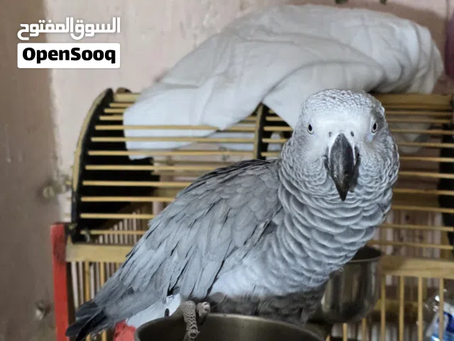 ببغاء كاسكو خط اول دبل سوبر جامبو