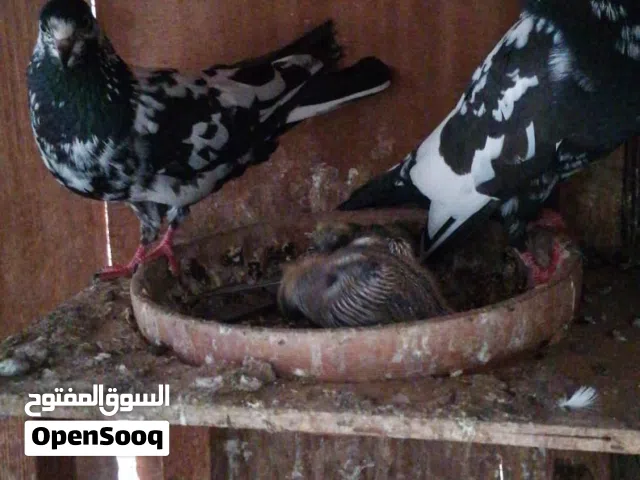 Very high flyer pakistani pigeons