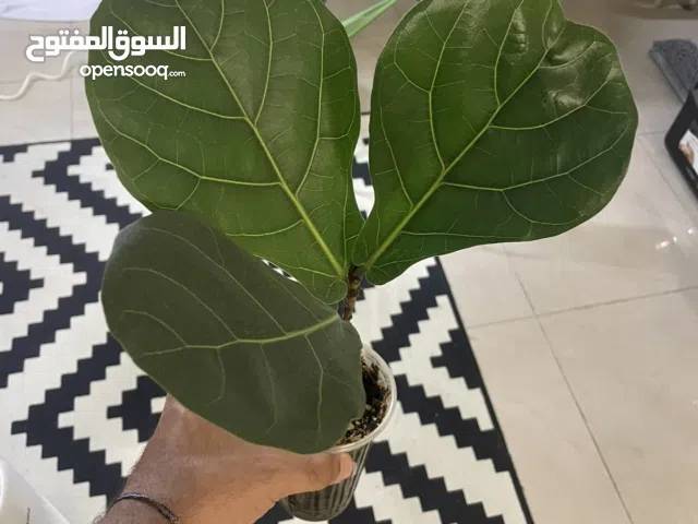 Fiddle leaf fig plant