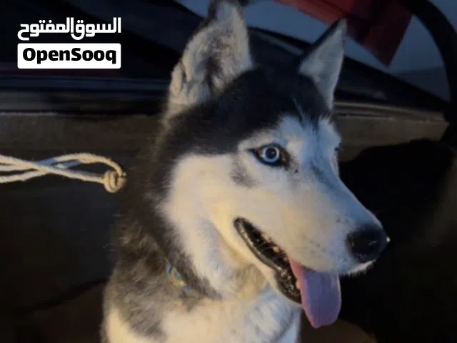 جلب هاسكي باقي له شوي تطعيمات