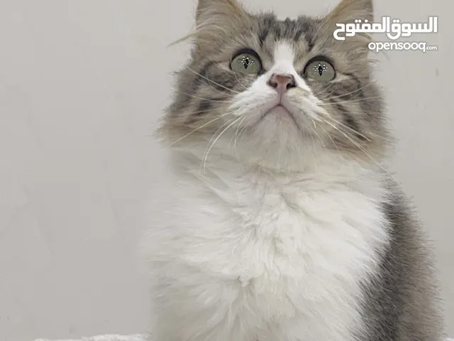 لتبني شيرازي و هملايا