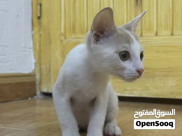للتبني مجانا