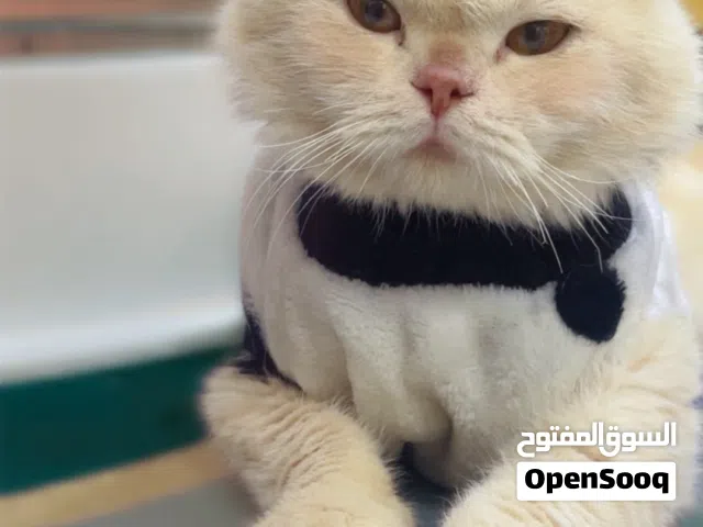 قط ذكر سكوتش فولد