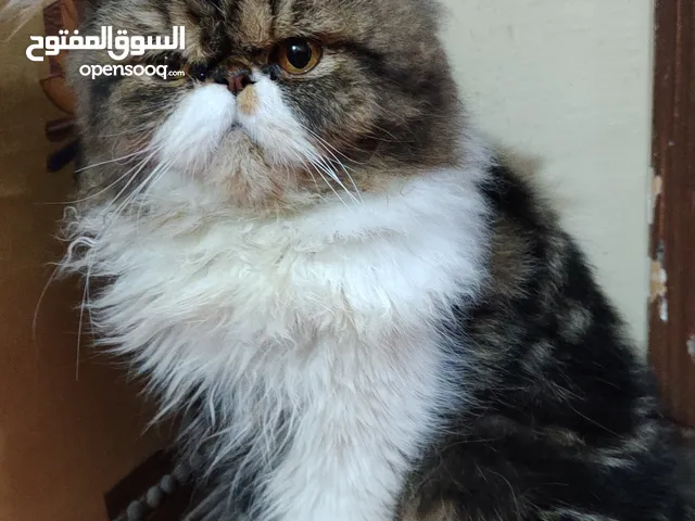 قطط للبيع في مصر : قطط صغيرة : قطط شيرازي : فرعوني : مع صور