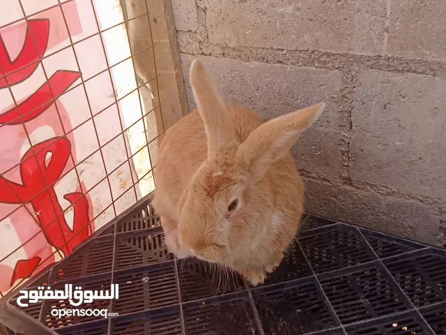 ارانب للبيع سعر حرق