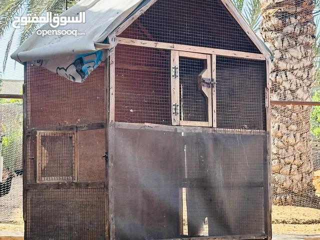 بارتي حمام ربي يبارك ينقسم ع زوز
