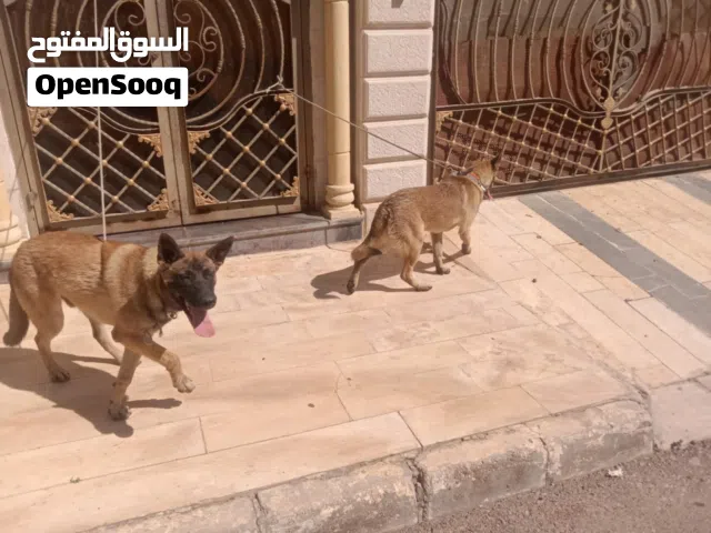مالينو ذكر وانثي عمر 9 شهور