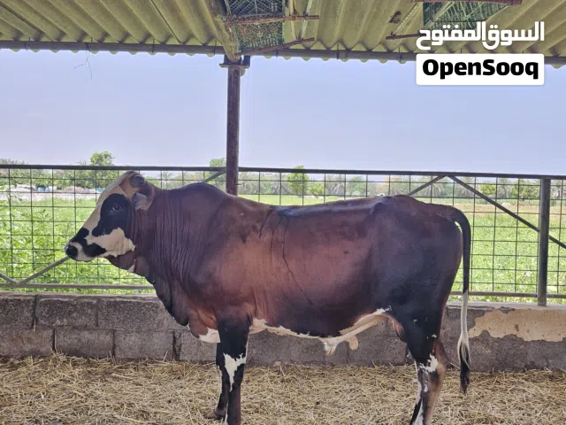 ثور للبيع عماني (ظفاري) للبيع