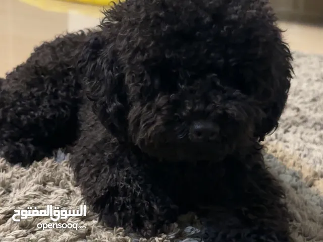 للبيع كلب بودل العمر 7 شهور مطعم كامل تطعيماته ومع كامل اغراضه