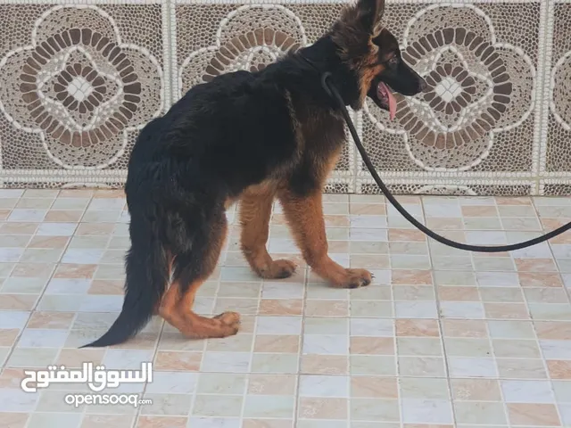 كلاب اليفة والتدريب