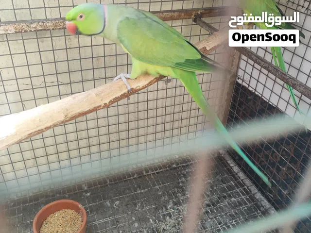 بغبغاء الدره زوج منتج