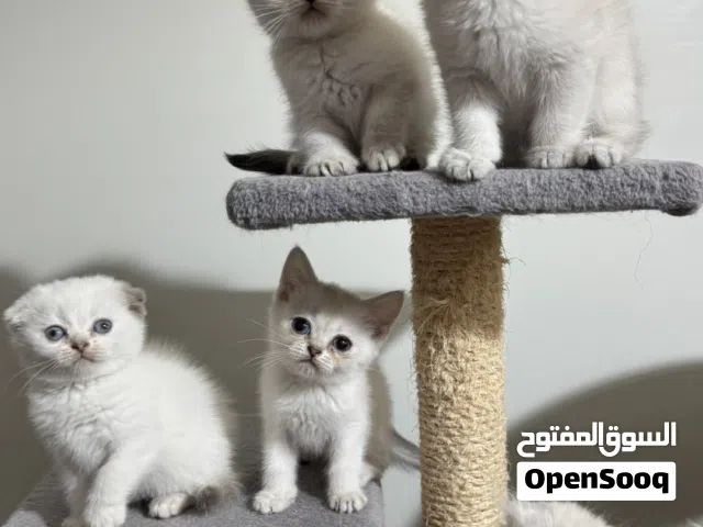 قطط العمر شهرين