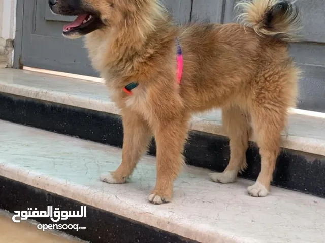 انثا عمر 6 شهور بتجنن لعبه اليفه جداا