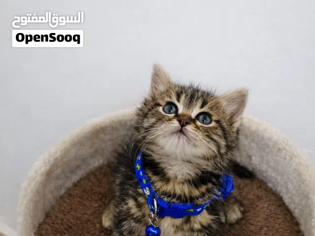 قطط مشكلة للبيع  #شنشيلا  #شيرازي  #سكونش