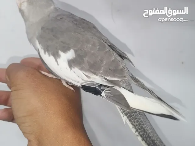 كوكتيل وايت فيس اليف جواز كوكتيل للبيع