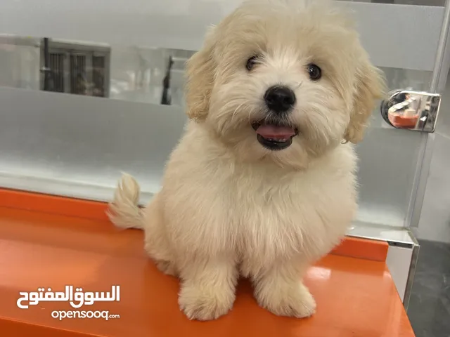 Female maltese 4 months